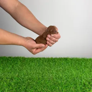 Trpasličí pudl - Nikita