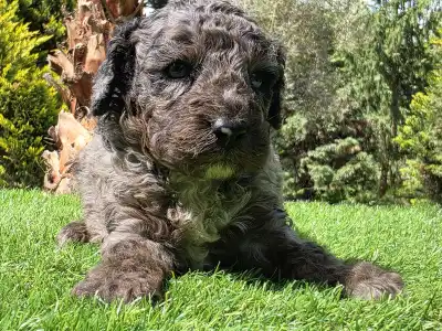 Cavapoo - Zoom