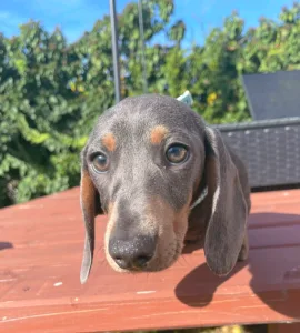 Dachshund - Oliver