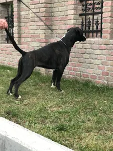 Dachshund - Sósrét-Menti
