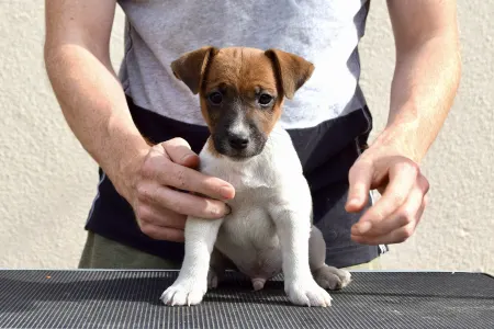 Jack Russell Terrier - Gold Leash Xandro