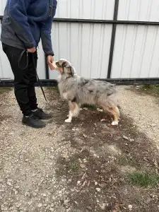 Miniatur amerikanischer Schäferhund - Wilson