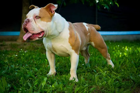 American Bully - Exotic - Abhnt-Brutus