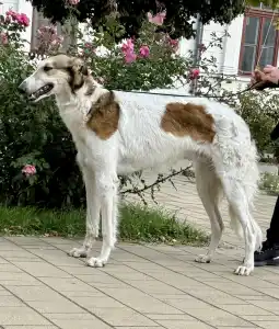 Orosz agár - Carskiy Favorit Vihr’ 