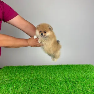 Pomeranian - Domino 