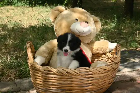 Border Collie - Dazzling Borders Beautiful Addiction