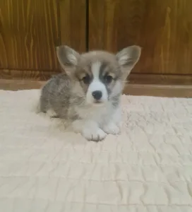 Welsh Corgi Pembroke - Darios