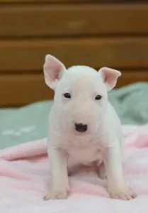 Bull terrier miniature - Kimi