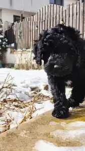 Portugál vízikutya - Balthazar Royal Black Stella Maris