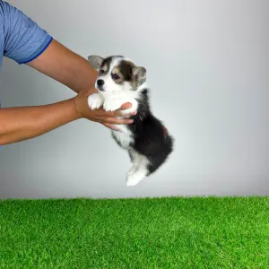 Welsh Corgi Pembroke - Corsa