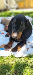 Dachshund - Ares The Shadow
