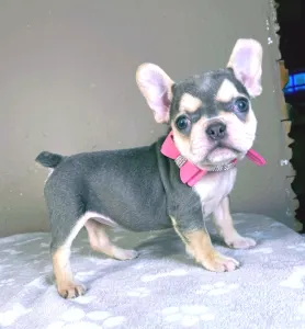 Französische Bulldogge - Amelie