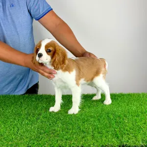 Cavalier King Charles Spaniel - Rhona