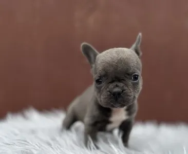 Francouzský buldoček - Richie