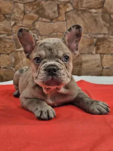 Francuski buldog - Dante