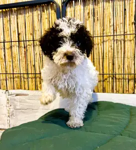 Lagotto romagnolo - Ursa Gummi