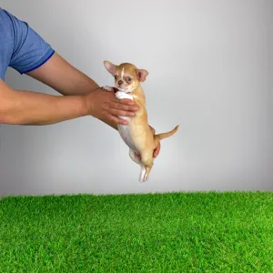 Chihuahua - Zimba 