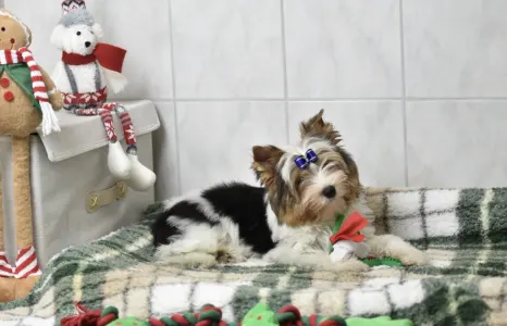 Biewer Terrier - Quartz