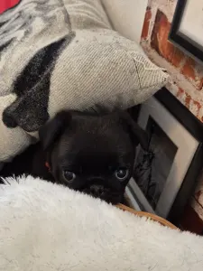 Pug - Key West