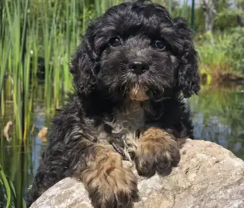 Кавапу - Robert