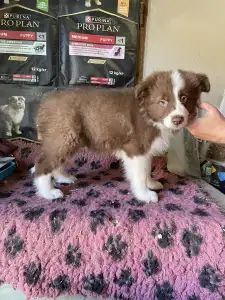 Border Collie - Brownstone Of Dynamic Pleasure