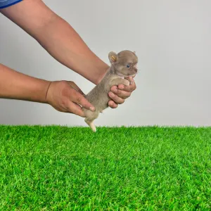 Chihuahua - Joky