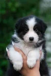 Australian Shepherd - Winstead Luxe Valor