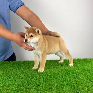 Shiba - Kaida