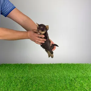 Yorkshire Terrier - Melac