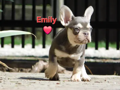 French Bulldog - Emily