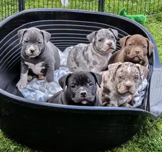 Amerikai Bully - Pocket - Ak Bully Mvp Darko