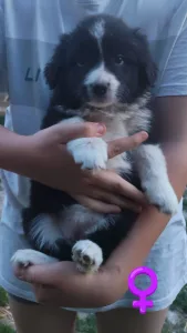 Border Collie - Blake