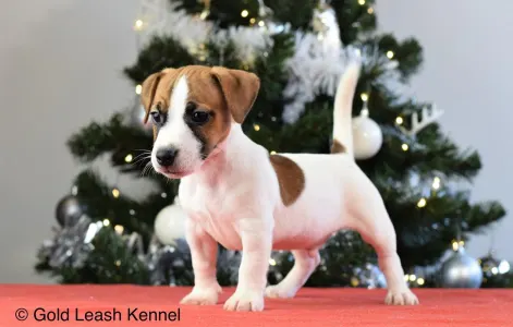 Jack Russell Terrier - Gold Leash Kennel