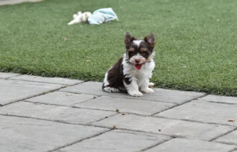 Biewer Terrier - Oreo 