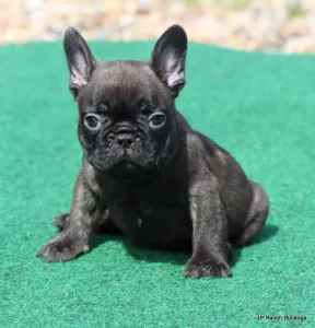French Bulldog - Lyon