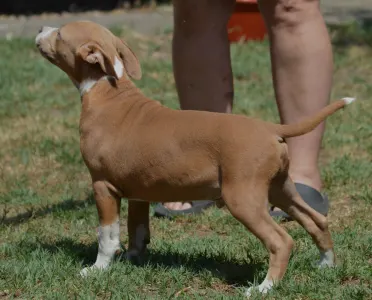 American Staffordshire Terrier - Kék