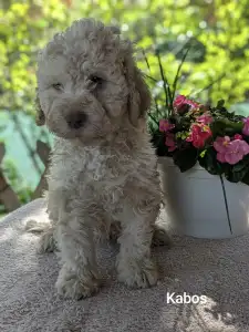 Lagotto Romagnolo - Kabos