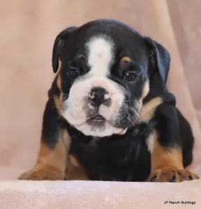 Englische Bulldogge - King On Hold