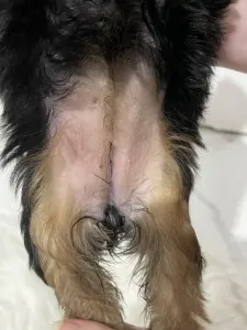 Yorkshire Terrier - Cindy