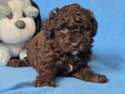 Cavapoo - Truffle