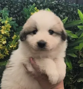 Pyrenean Mountain Dog - Candybelldream El Bundy