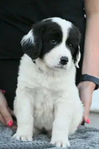Landseer - Angel
