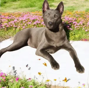 Thai Ridgeback - Brook Wild-romance Of Chiang Exotic Wolfs