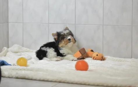 Бивер-йоркширский терьер - Raven Orient 