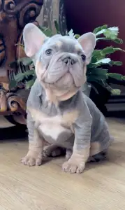 French Bulldog - Steel Wing Bullz Nolan