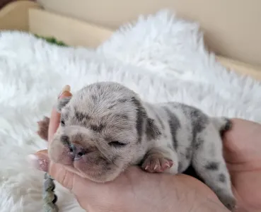 French Bulldog - Zara