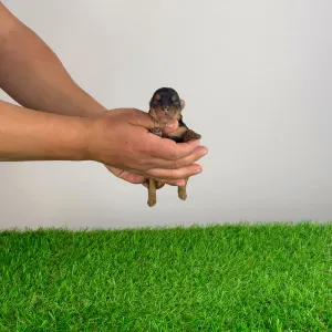 Yorkshire Terrier - Wolke