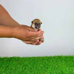 Shiba inu - Vee