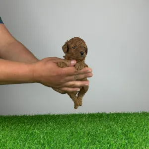 Poodle Miniature - Sweepy