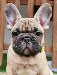 French Bulldog - Elmo
